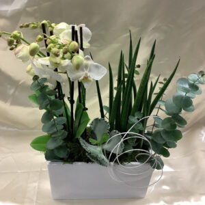 Blumen Nicolaye - Pflanzschale