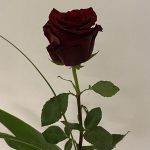 Blumen Nicolaye - Red Explorer